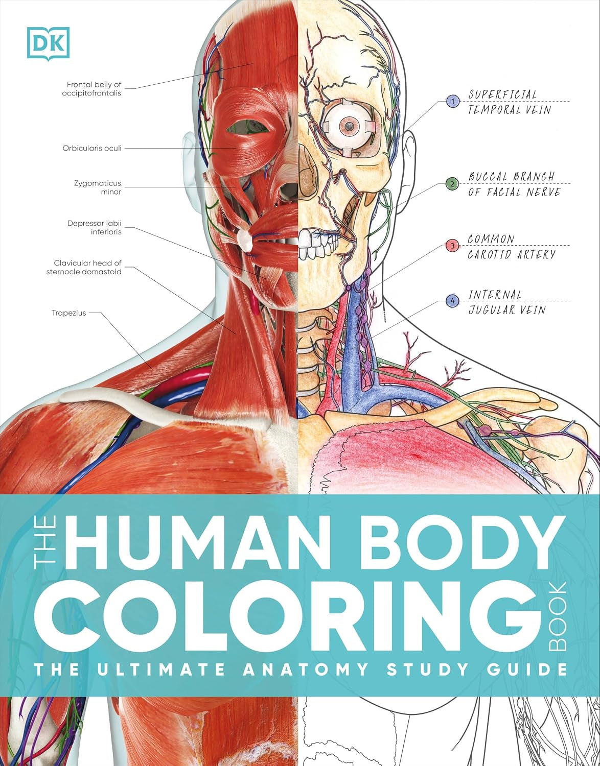 The Human Body Coloring Book: the Ultimate Anatomy Study Guide, Second Edition (DK Human Body Guides)